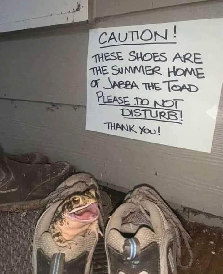 A pair of dirty shoes sits outside. In one of them sits a frog who looks happy with their mouth wide open. 

A sign above them reads "Caution! These shoes are the summer home of Jabba the Toad. Please do not disturb! Thank you!"