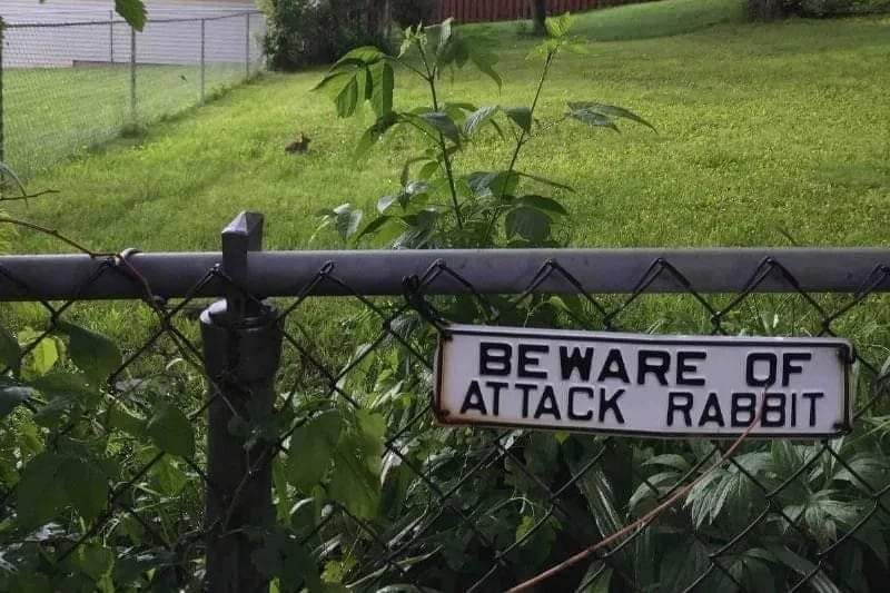 A sign hangs on a metal fence that reads "Beware of attack rabbit."