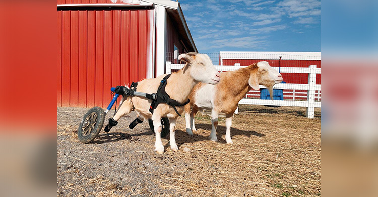 Lolli and Merlin, two goats at the Gentle Farm.