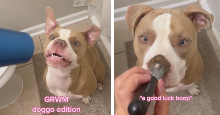 A two-photo collage. The first shows Nilla, an excited pit bull, getting her ears blown by a blow dryer. The second photo shows Nilla again, this time with a makeup brush “booping” her nose.