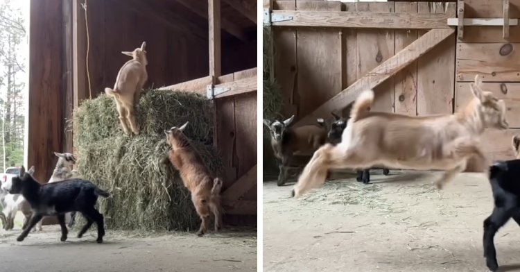 A two-photo collage. The first shows goats gathered around stacks of hay. One of them is jumping onto the top of the stack. The second photo shows a goat fully in the air as it leaps forward rather than walking. Two goats in the back watch.