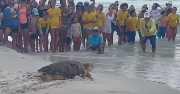 A large turtle makes her way to the ocean as a crowd of people cheer her on.