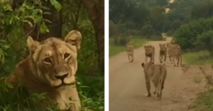 This lioness was so happy to see her family again!