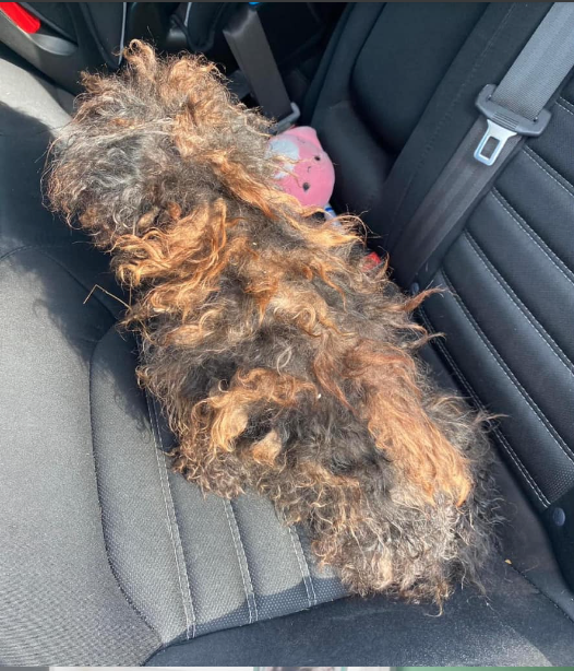 matted dog is unrecognizable