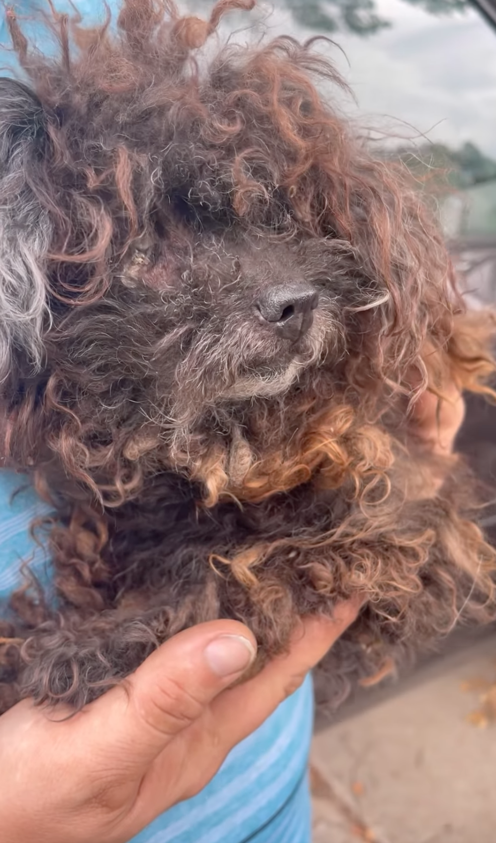 matted dog is taken to safety