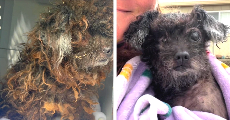 matted-dog-transformation