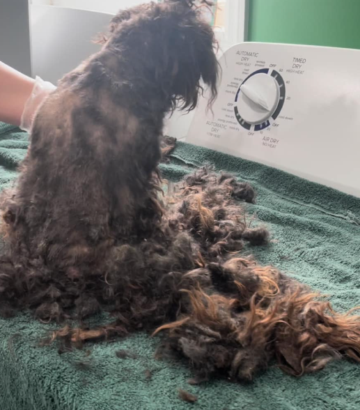 matted dog is groomed