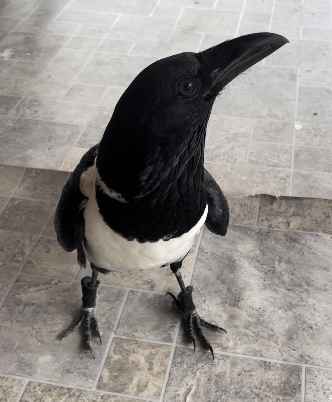 african pied crow