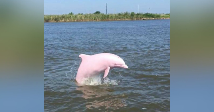 A large, pink dolphin is popping up out of the water.
