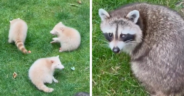 A two-photo collage. The first shows three albino raccoon babies exploring someone’s backyard. The second photo shows a mama raccoon with one eye missing. She’s staring at the person with the camera.