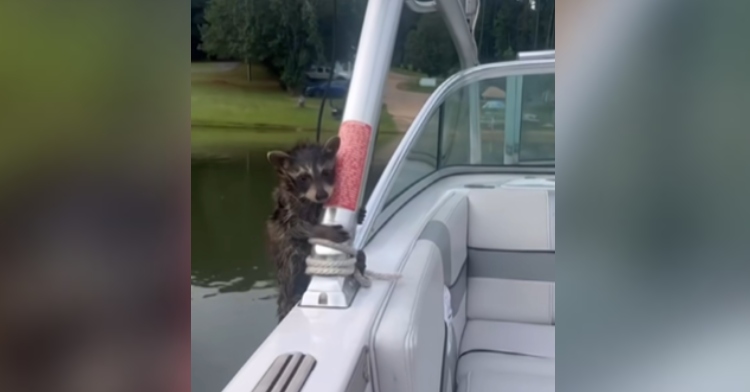 A soaking wet baby raccoon clings onto the pole of a boat out on a lake.