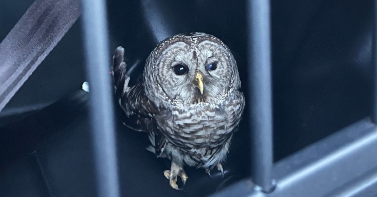 An injured owl sits in the back of a Westbrook Maine Police Department police car, looking out at the person taking the photo.