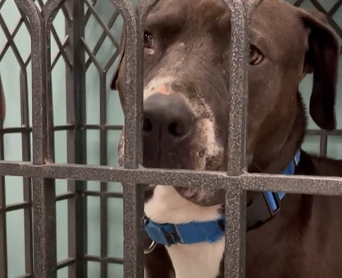 A dog at the Houston animal shelter listens to the boy's music. 