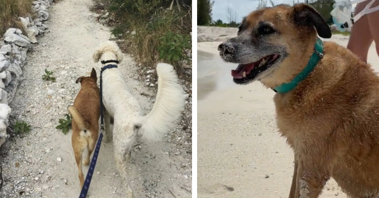 A two-photo collage. The first is a back-view of Soldier and his dog brother, Skipper, walking down a path on leashes toward the beach. Soldier is brown and with short fur. Skipper is white with a fluffy tail and ears. The second photo shows a smiling Soldier covered in sand after playing on the beach.