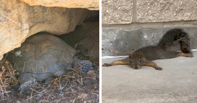 A two-photo collage. The first show a turtle splayed out in the shade under rocks. They are splooting. The second shows a squirrel laying on their stomach, legs, arms, and tail splayed out. They are splooting.