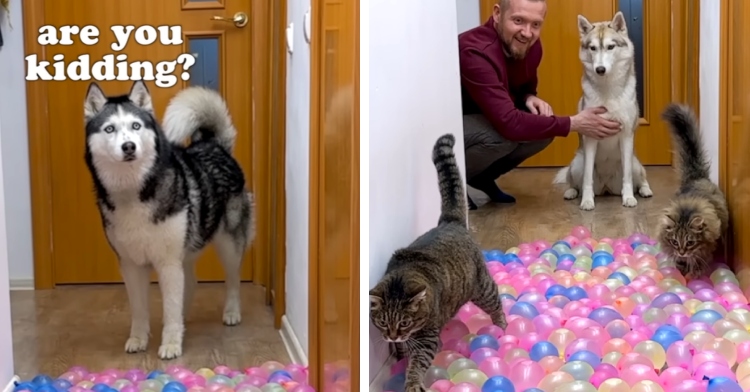 A two-photo collage. The first shows a black and white husky looking surprised at the hall in front of him that is full of balloons. Text near his head read “Are you kidding?” The second photo shows a man smiling as he watches two of his cats carefully walking down a hallway full of water balloons. He holds a husky who is by his side.