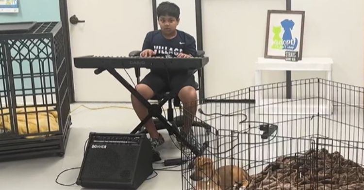 Yuvi plays the piano at the animal shelter once a week.