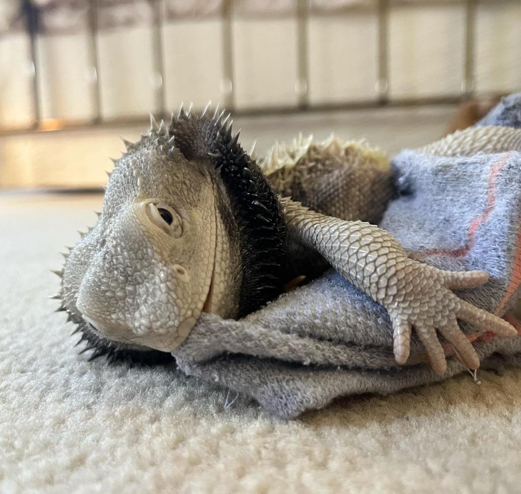 Bearded dragon cuddles with his favorite sock.
