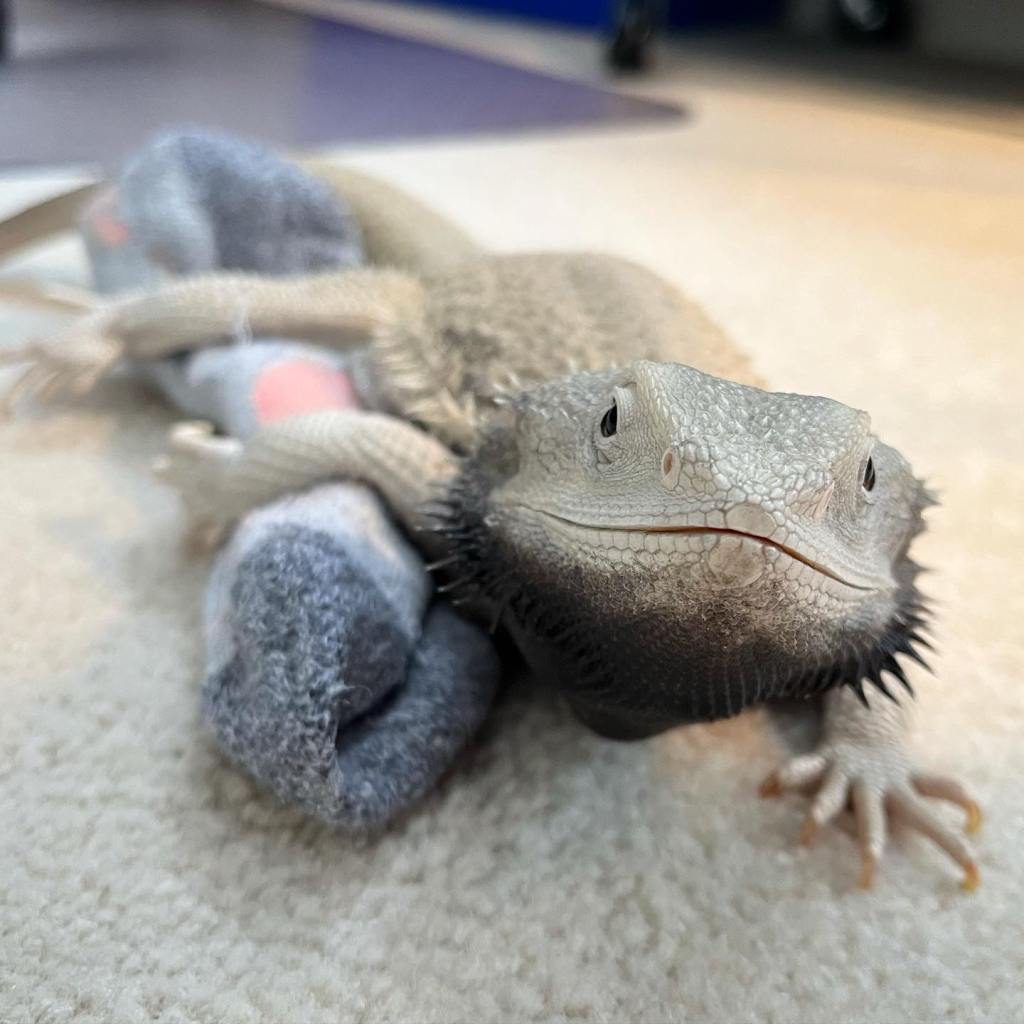 Bearded dragon carrying a human sock.