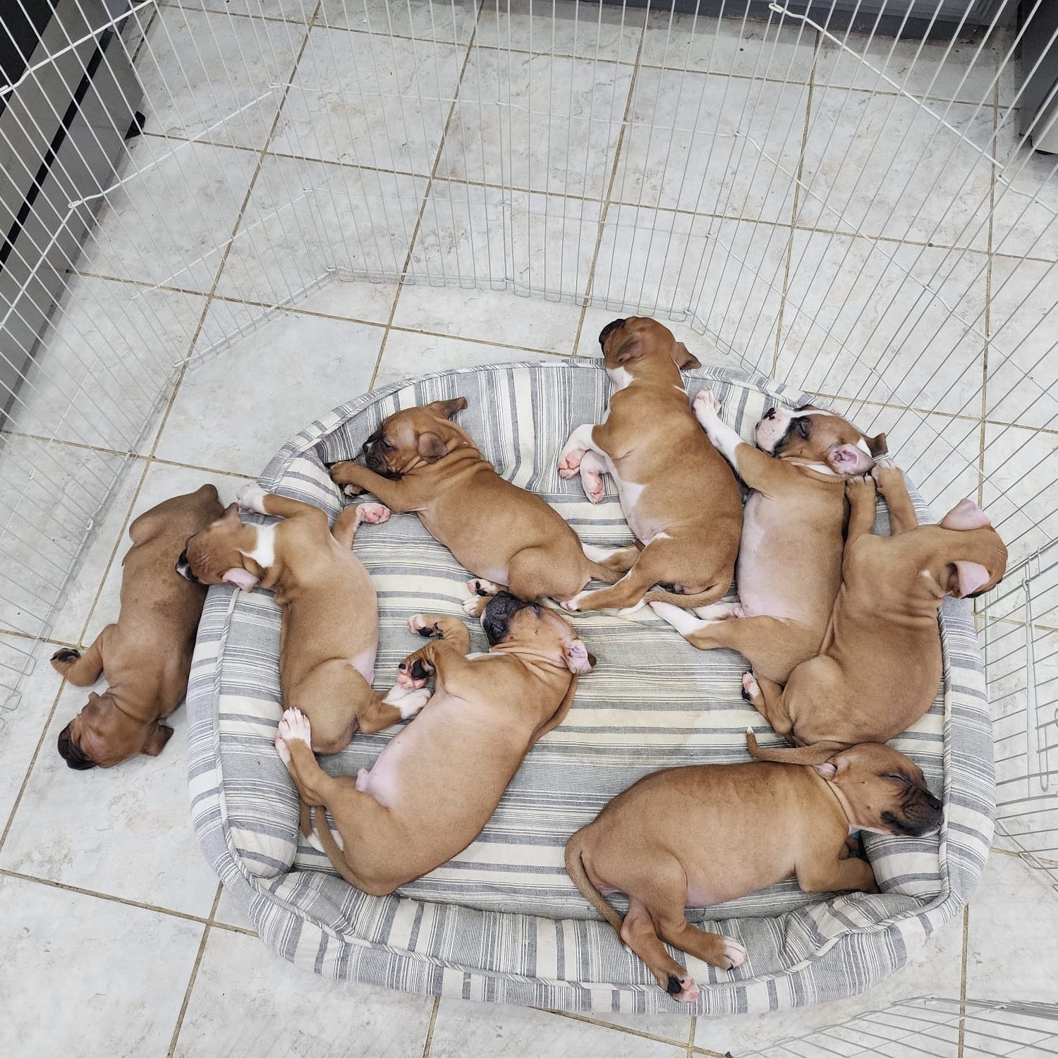 Dog litter sleeping.