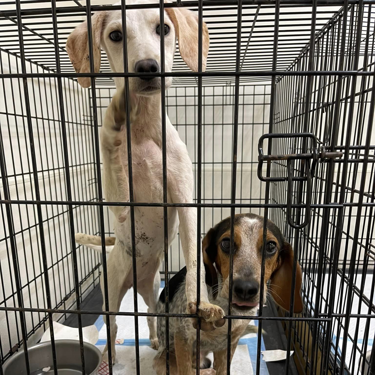 Two dogs in a crate, for adoption.