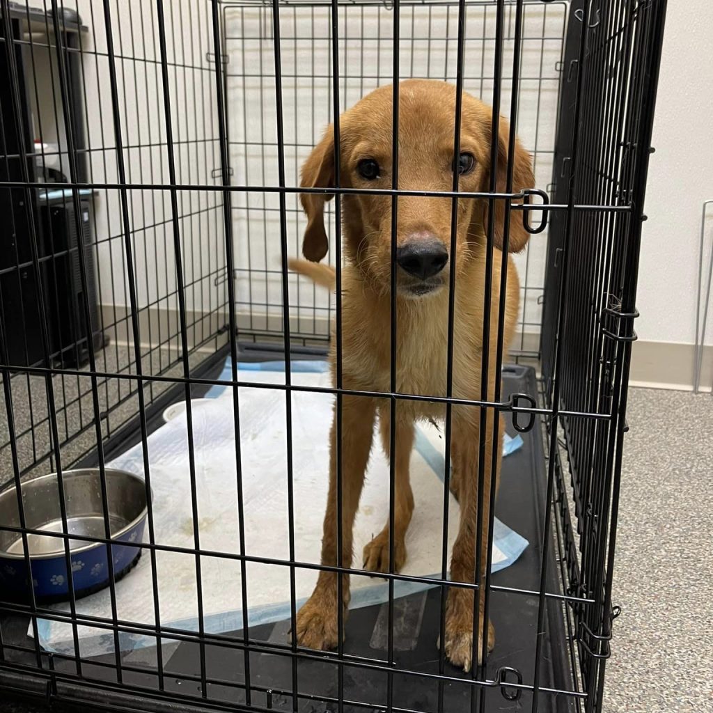 Dog for adoption in crate facing the camera.