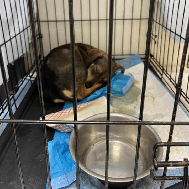 Dog for adoption curled up sleeping in a crate.