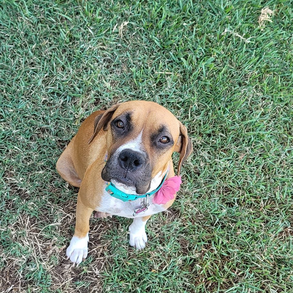 Boxer sitting in grass and facing camera.