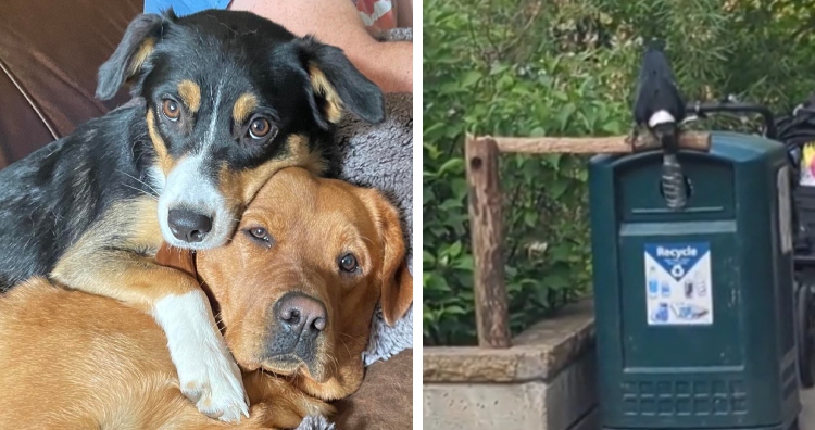 two dogs snuggling together on left, a helpful crow putting trash in the bin on the right.