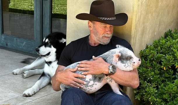 Arnold Schwarzenegger pig