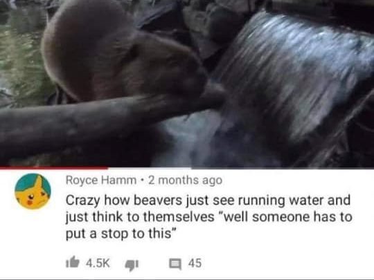 beaver observation meme