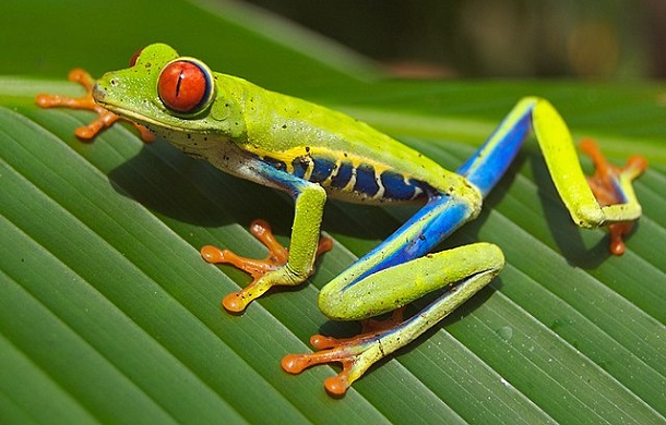 Image shows a brightly-colored green Costa Rica tree frog with blue, yellow, and orange highlights and large red eyes.