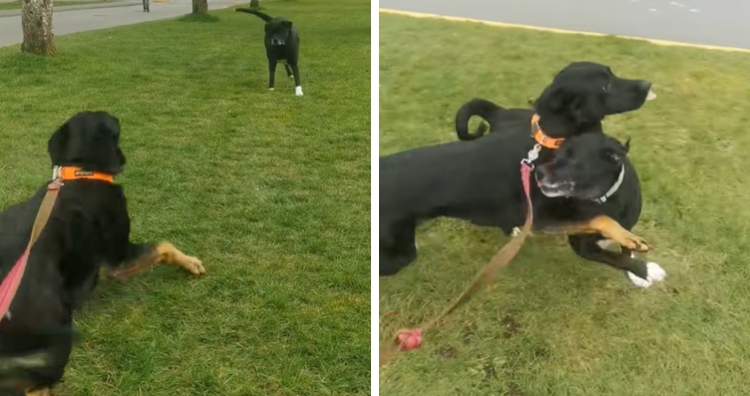 Doggy BFFs Have Adorably Unhinged Reunion After Being Apart For 7 ...