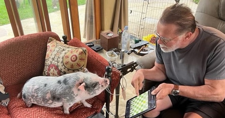 Arnold Schwarzenegger with one of his pets, a mini pig named Schnelly.