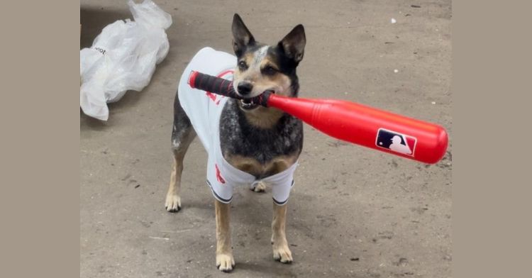 Pepper in uniform with her bat at the ready