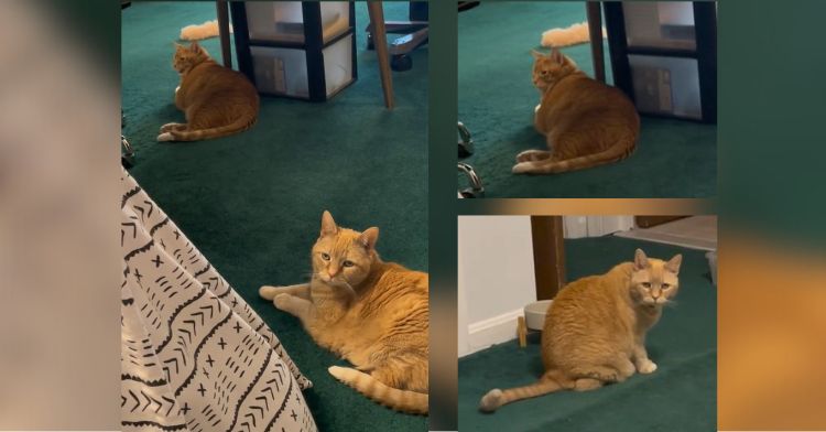 A composite image showing two ginger cats, Snicker Doodle and Kiki. The left image is both cats in the same frame. There are two images on the right showing each cat individually.