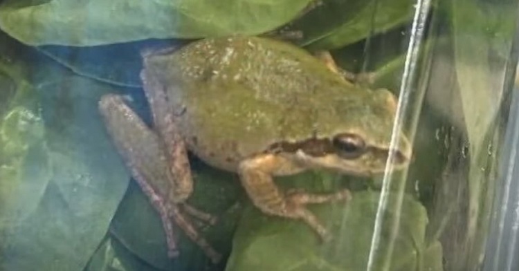 Frog found in organic spinach