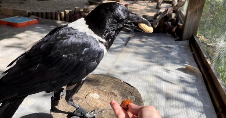 african pied crow