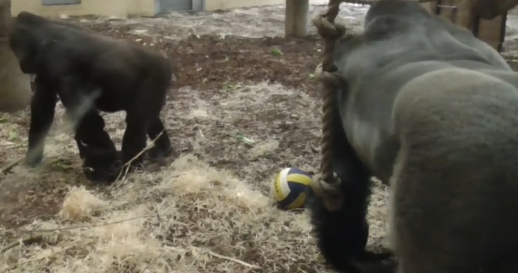 Gorilla mom with baby on her leg avoiding daddy gorilla