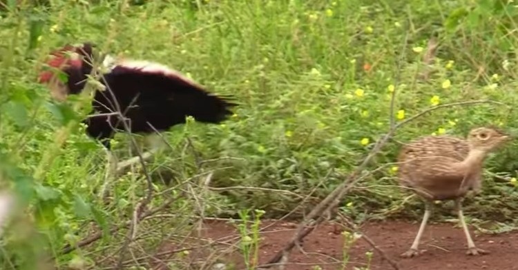 Image shows a red-crested korhaan bird being snubbed by a prospective mate.