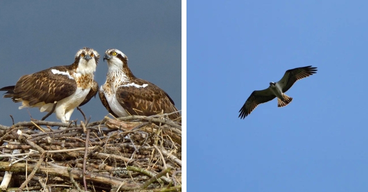 osprey