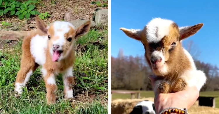 baby goats
