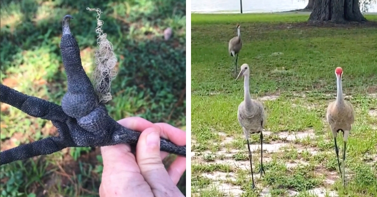 carl the sandhill crane