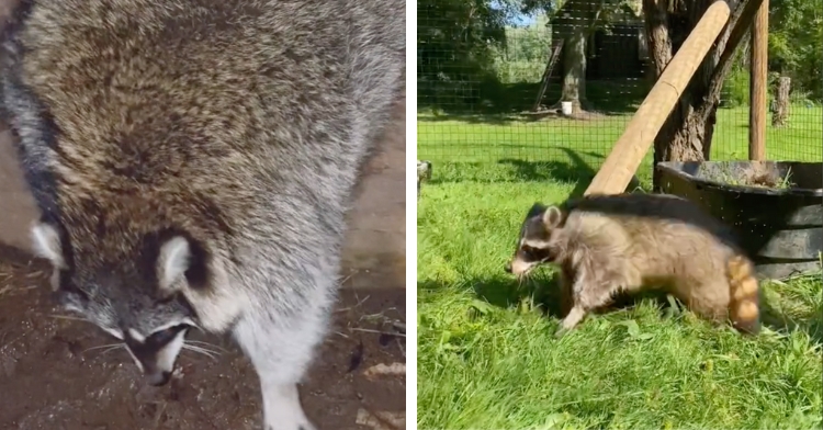 raccoon transformation