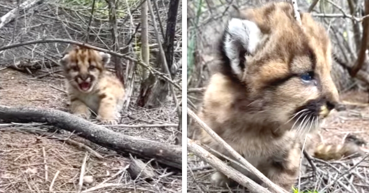 mountain lion cubs