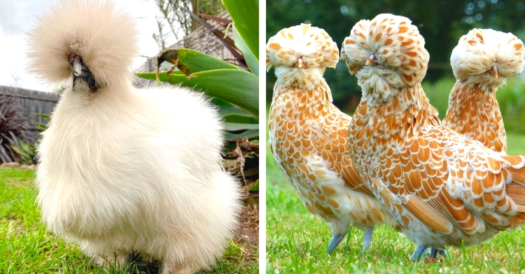 weird chickens