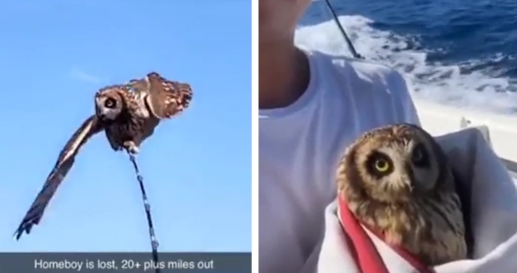 Men save owl lost at sea