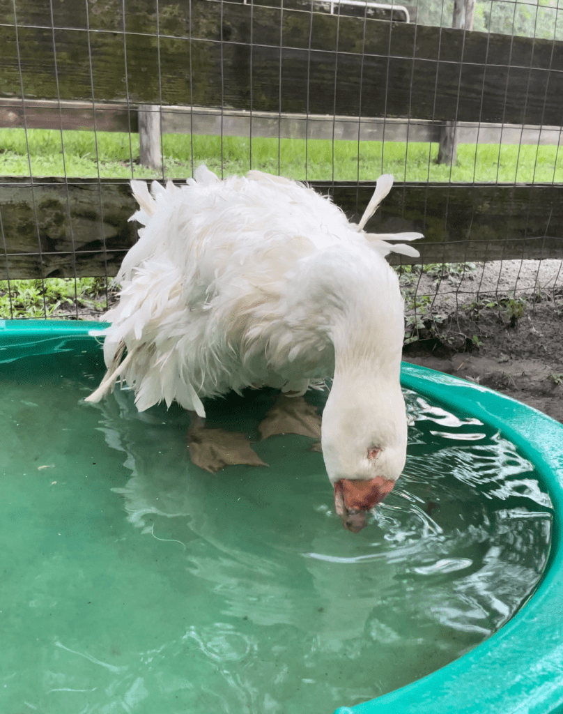 blind goose drinking