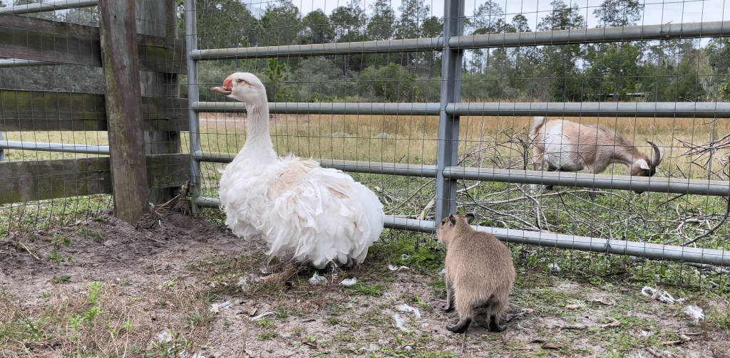 blind goose and capybara