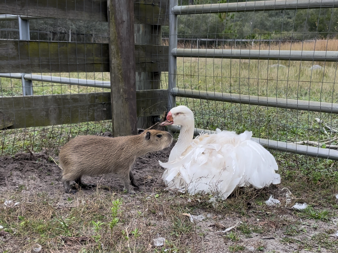 blind goose and capybara